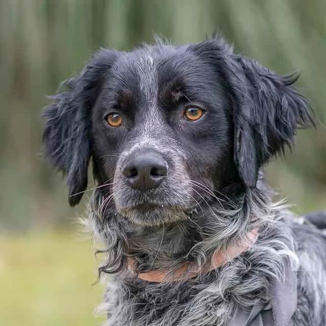 Hugo, Mixed Breed for adoption at SPA de Loire Atlantique, Nantes