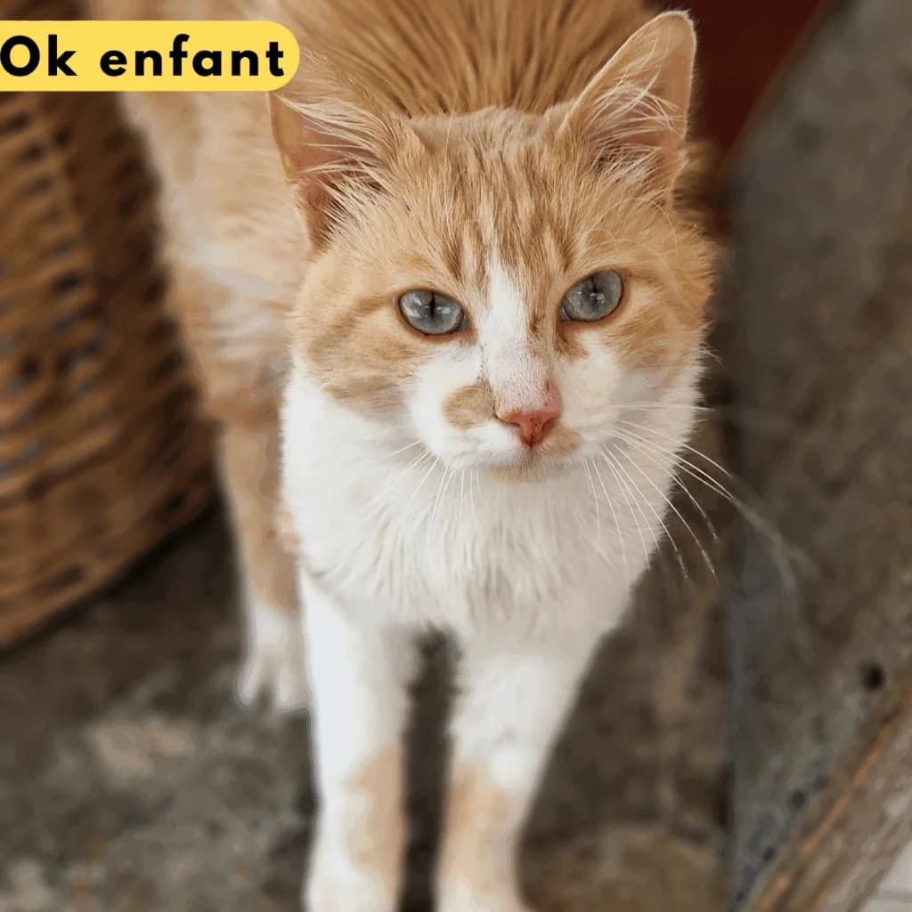 Ben, Mixed Breed for adoption at SPA de Loire Atlantique, Nantes