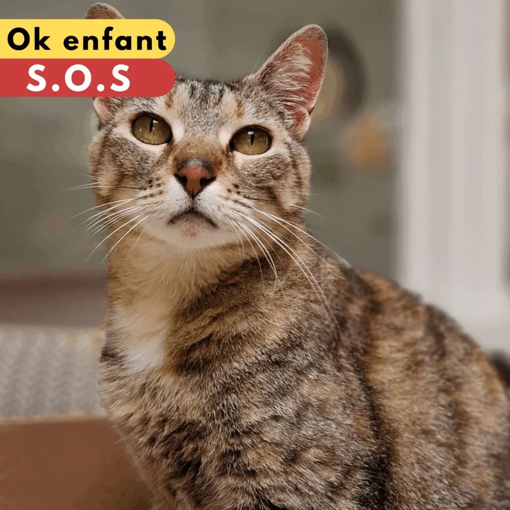 Cléo, Mixed Breed for adoption at SPA de Loire Atlantique, Nantes