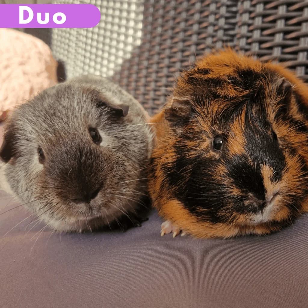Chausson et Bounty, Mixed Breed for adoption at SPA de Loire Atlantique, Nantes