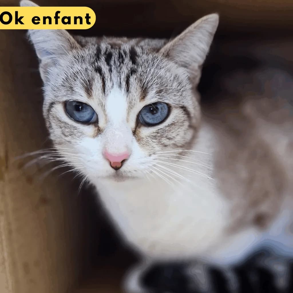 Diana, Mixed Breed for adoption at SPA de Loire Atlantique, Nantes