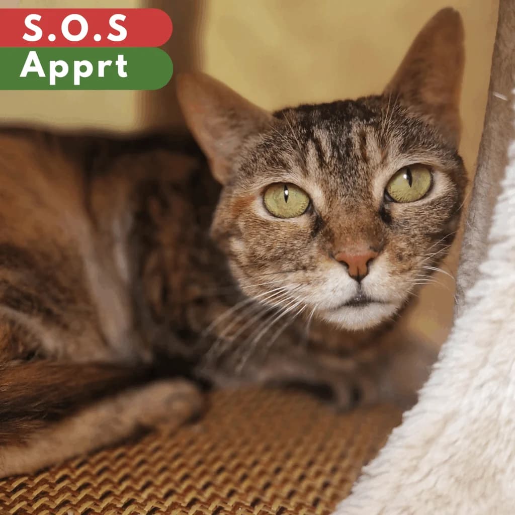 Fédulogis, Mixed Breed for adoption at SPA de Loire Atlantique, Nantes