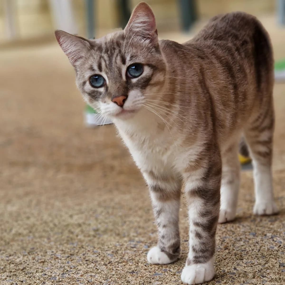 Fépaci-Fépassa, Mixed Breed for adoption at SPA de Loire Atlantique, Nantes