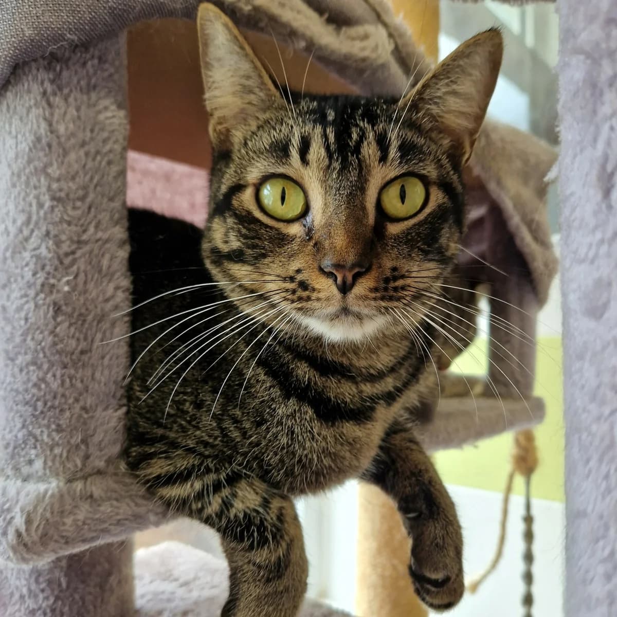 Féroce, Mixed Breed for adoption at SPA de Loire Atlantique, Nantes