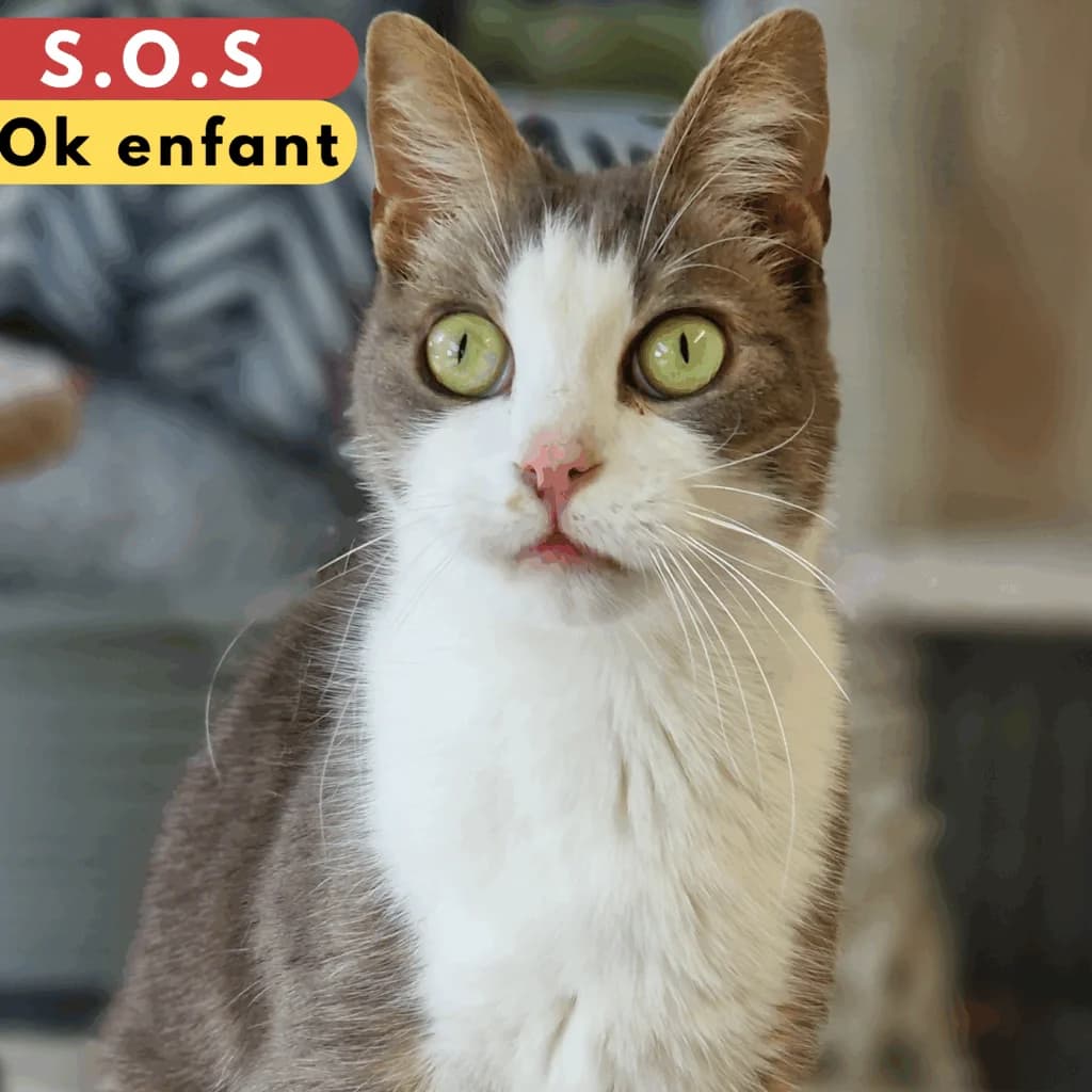 Fétiche, Mixed Breed for adoption at SPA de Loire Atlantique, Nantes