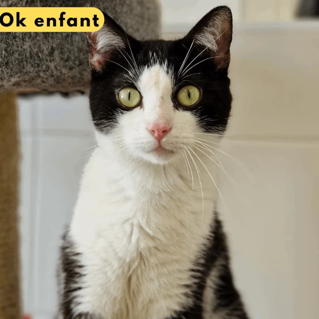 Mermoz, Mixed Breed for adoption at SPA de Loire Atlantique, Nantes