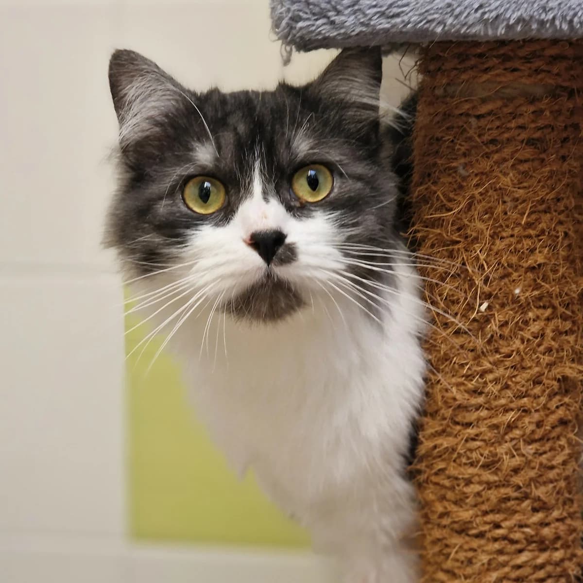 Neven, European Shorthair for adoption at SPA de Loire Atlantique, Nantes