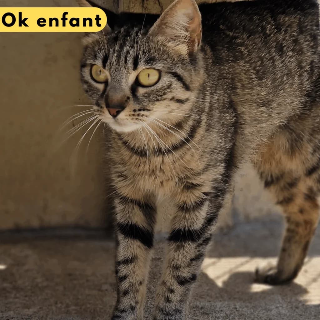 Pastille, Mixed Breed for adoption at SPA de Loire Atlantique, Nantes