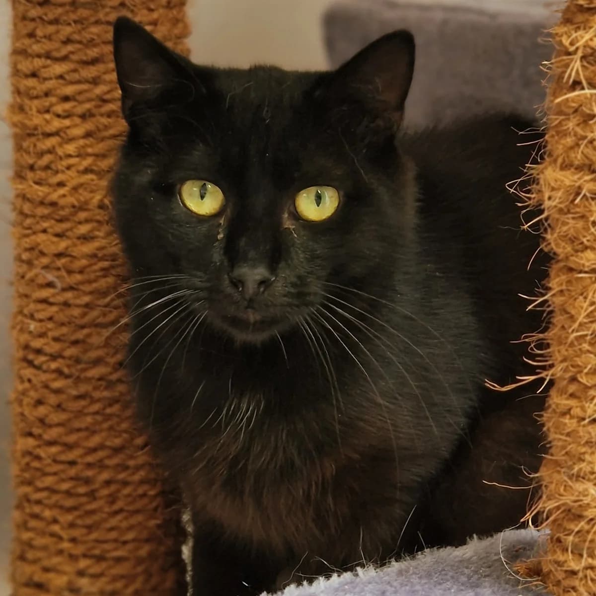 Patassel, Mixed Breed for adoption at SPA de Loire Atlantique, Nantes