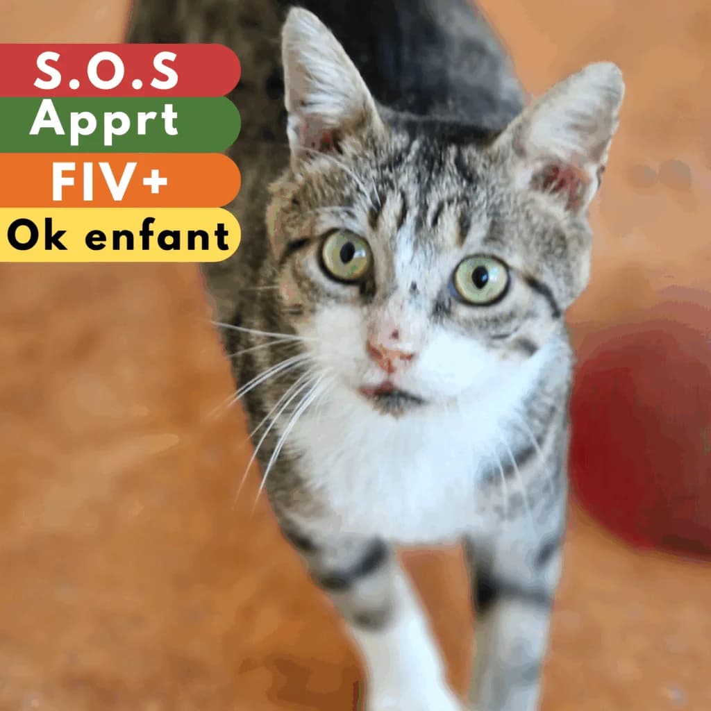 Persil, Mixed Breed for adoption at SPA de Loire Atlantique, Nantes