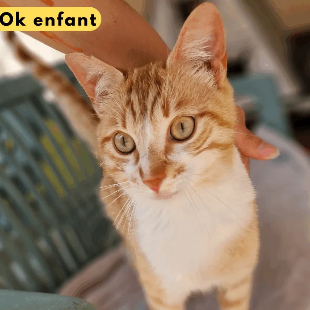 Safran, Mixed Breed for adoption at SPA de Loire Atlantique, Nantes