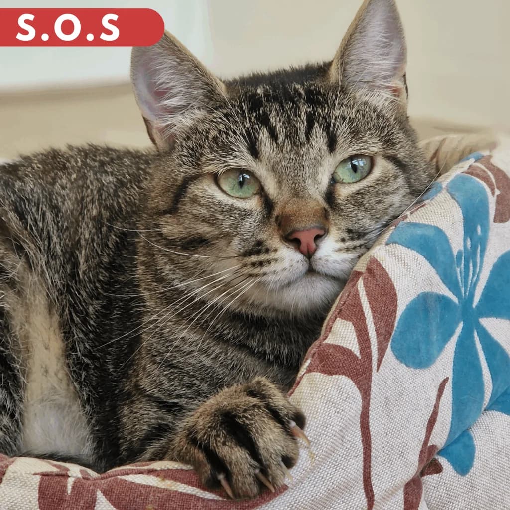 Walter, Mixed Breed for adoption at SPA de Loire Atlantique, Nantes