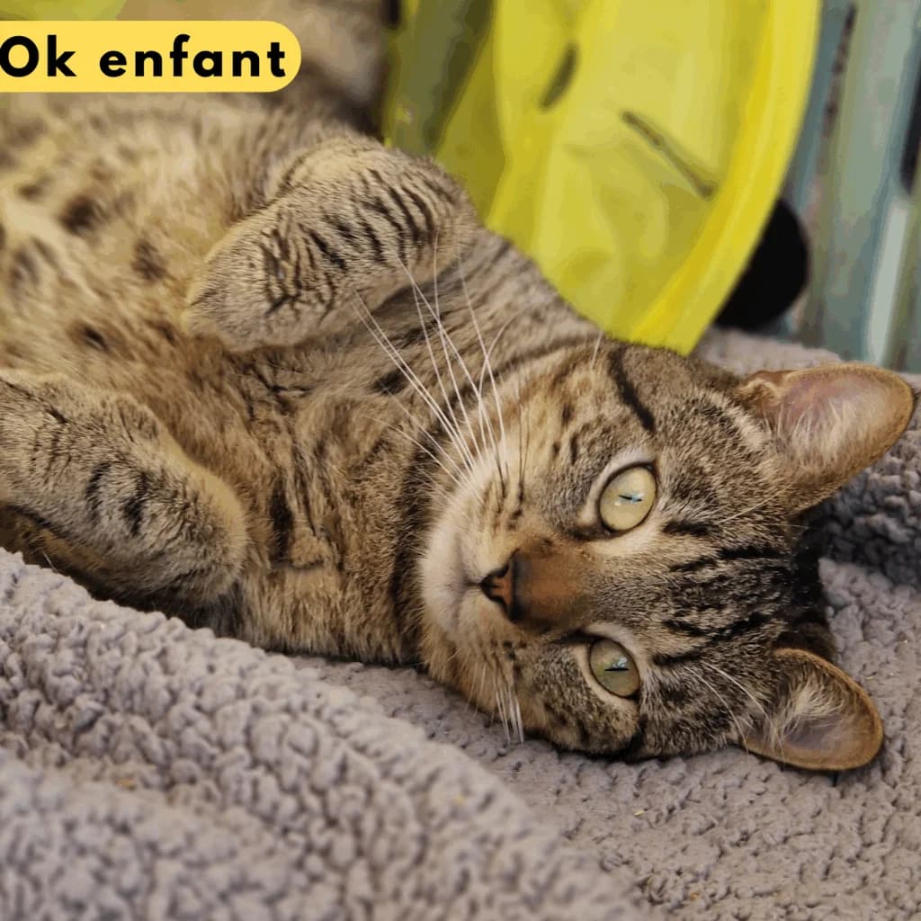 Zou, mixed breed for adoption at SPA de Loire Atlantique, Nantes