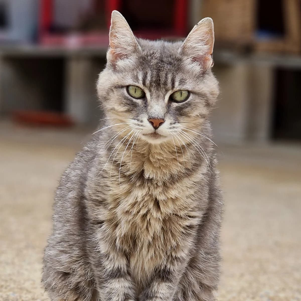 Shadesofgrey, Mixed Breed for adoption at SPA de Loire Atlantique, Nantes