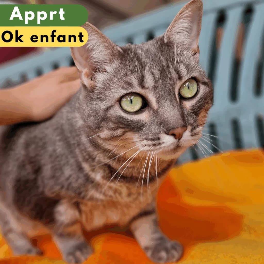 Godzila, Mixed Breed for adoption at SPA de Loire Atlantique, Nantes