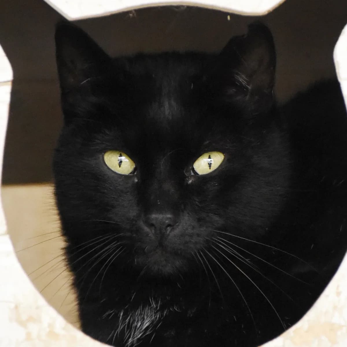 Peppa, Mixed Breed for adoption at SPA de Loire Atlantique, Nantes