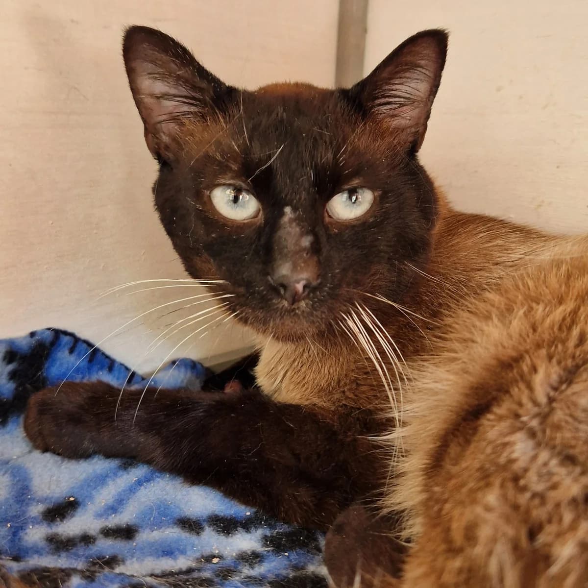 Pascal, Mixed Breed for adoption at SPA de Loire Atlantique, Nantes