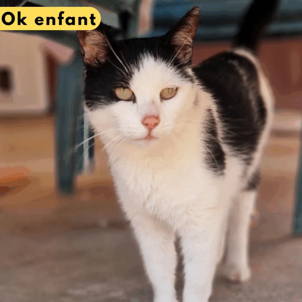Pashmina, Mixed Breed for adoption at SPA de Loire Atlantique, Nantes