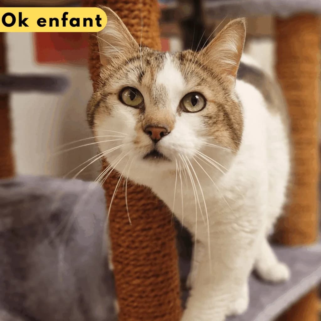 Kenzo, Mixed Breed for adoption at SPA de Loire Atlantique, Nantes