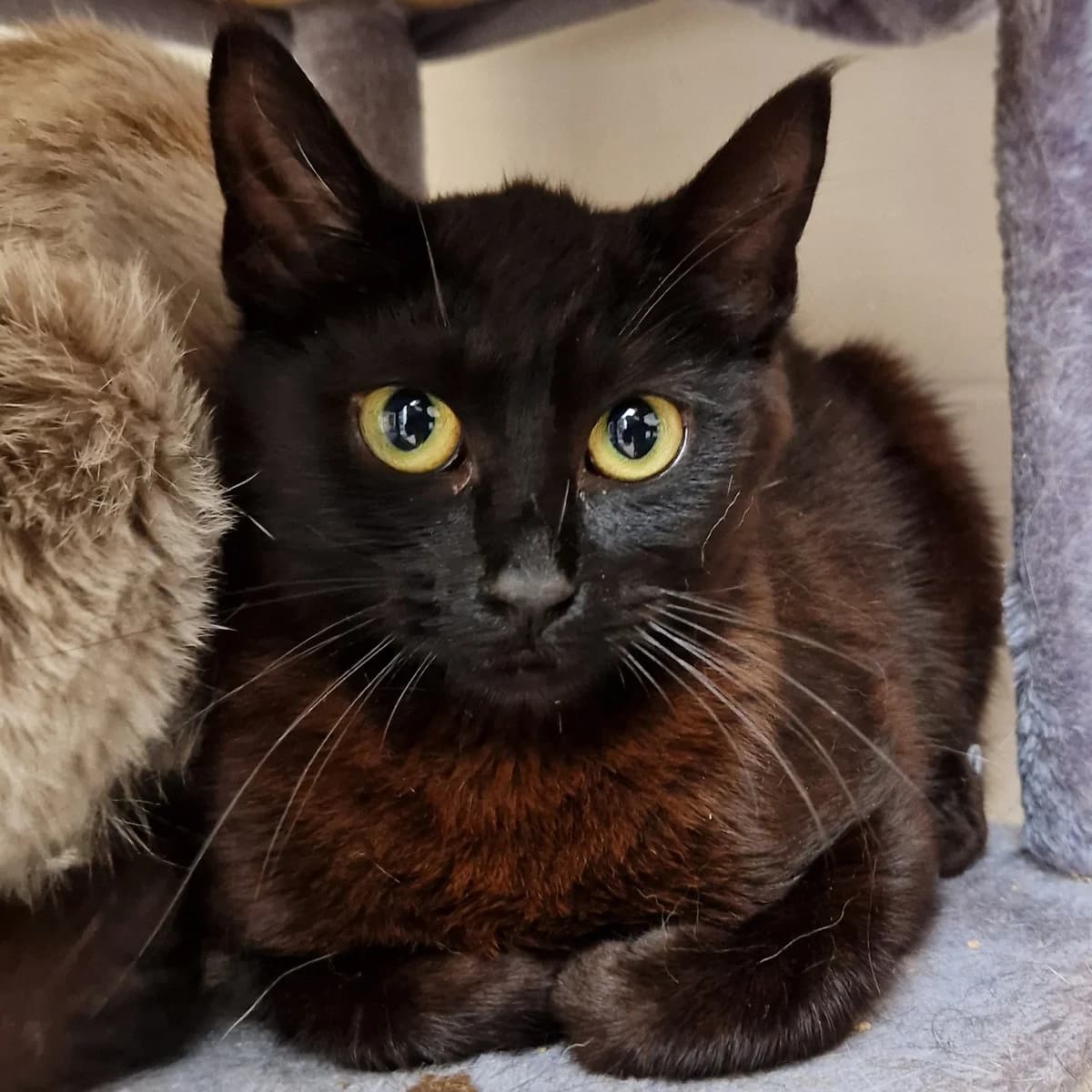 Shambala, Mixed Breed for adoption at SPA de Loire Atlantique, Nantes