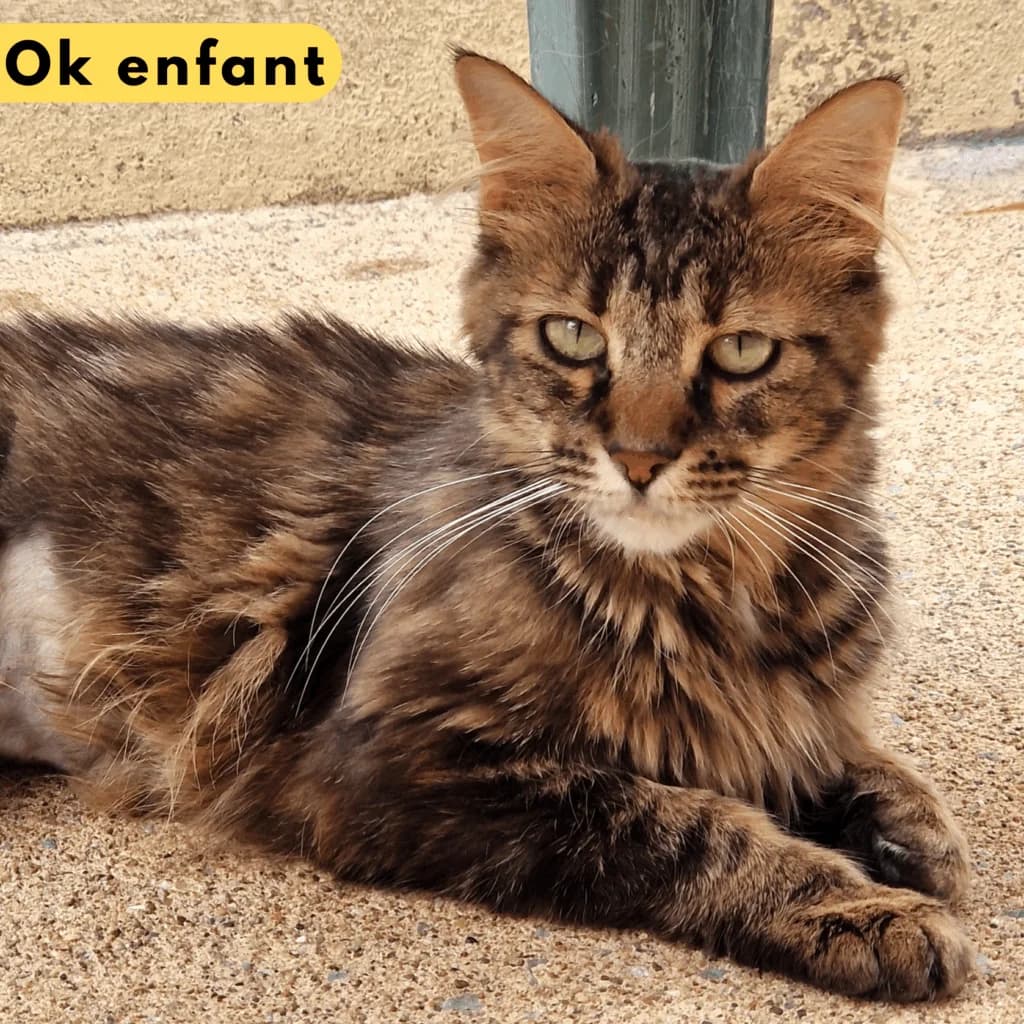 Pichichi, Mixed Breed for adoption at SPA de Loire Atlantique, Nantes
