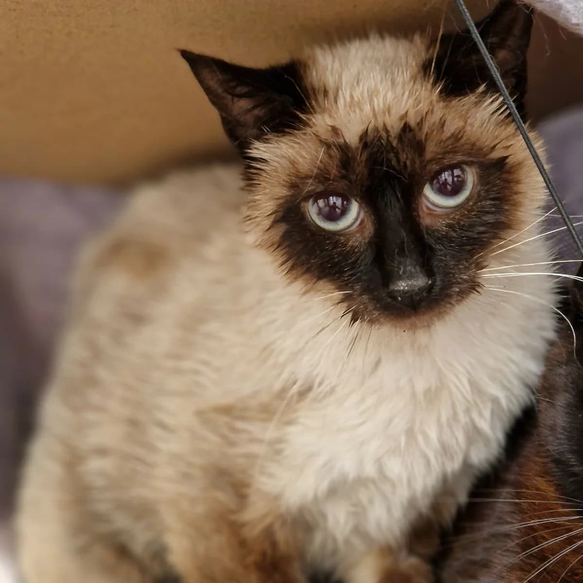 Gauloise, Mixed Breed for adoption at SPA de Loire Atlantique, Nantes