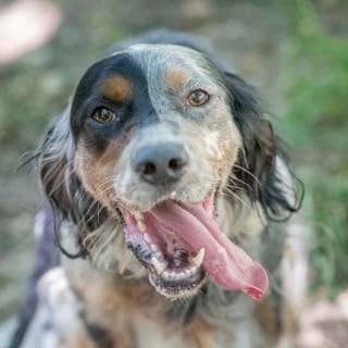 Mufasa, Mixed Breed for adoption at SPA de Loire Atlantique, Nantes