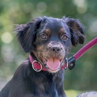 Pastis, mixed breed for adoption at SPA de Loire Atlantique, Nantes