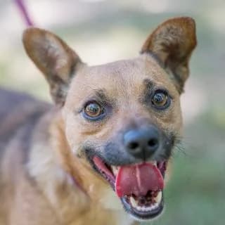 Unicef, Mixed Breed for adoption at SPA de Loire Atlantique, Nantes