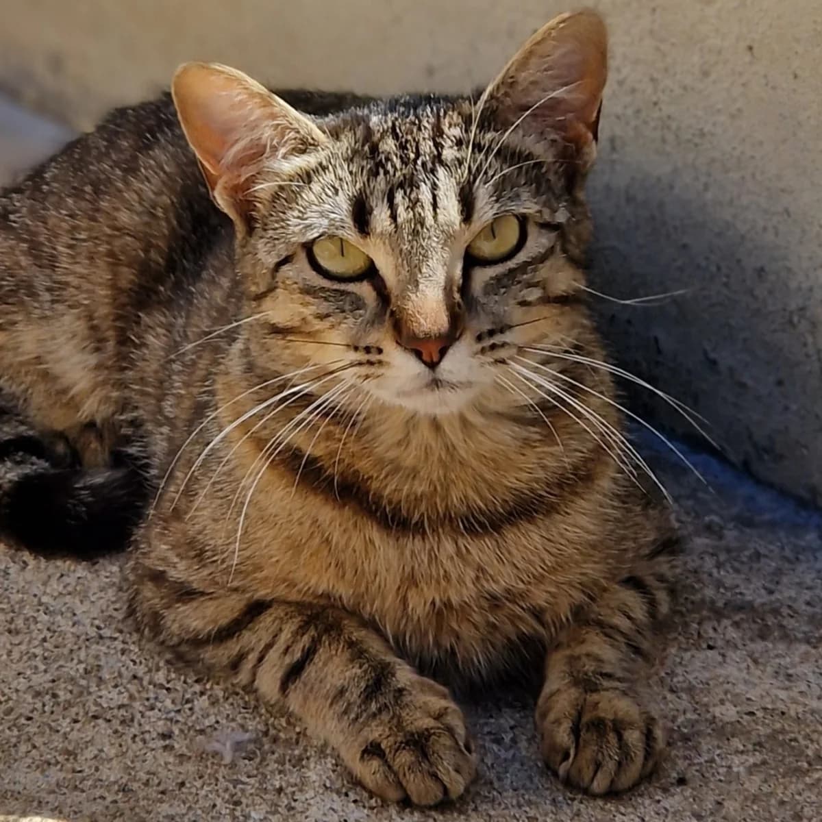 Gojira, Mixed Breed for adoption at SPA de Loire Atlantique, Nantes