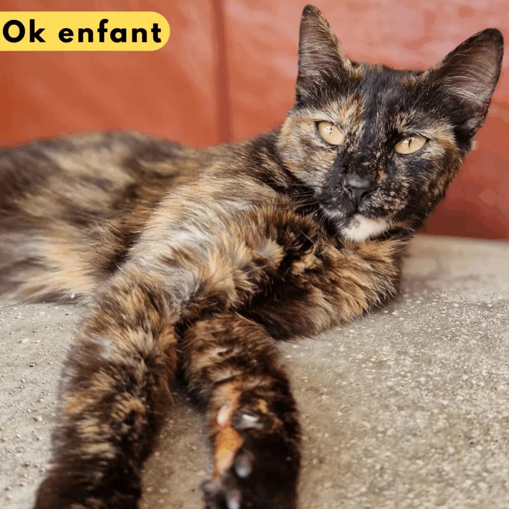Motorhead, Mixed Breed for adoption at SPA de Loire Atlantique, Nantes