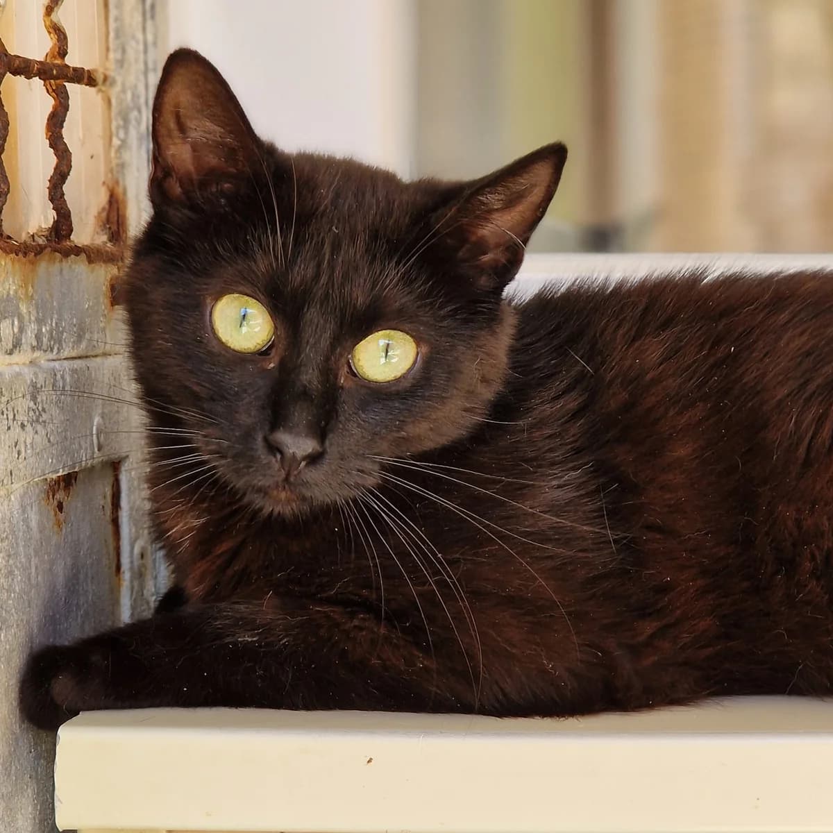 Kandiraton, Mixed Breed for adoption at SPA de Loire Atlantique, Nantes