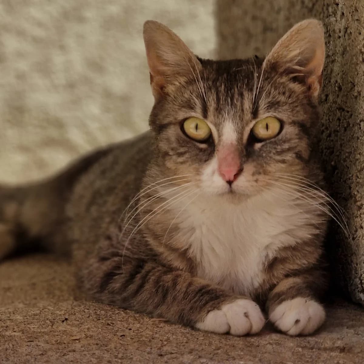 Aubepine, Mixed Breed for adoption at SPA de Loire Atlantique, Nantes