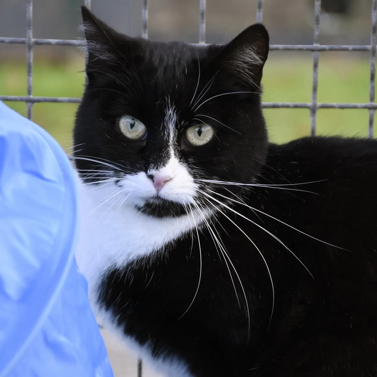 Cabrera, Mixed Breed for adoption at SPA de Loire Atlantique, Nantes