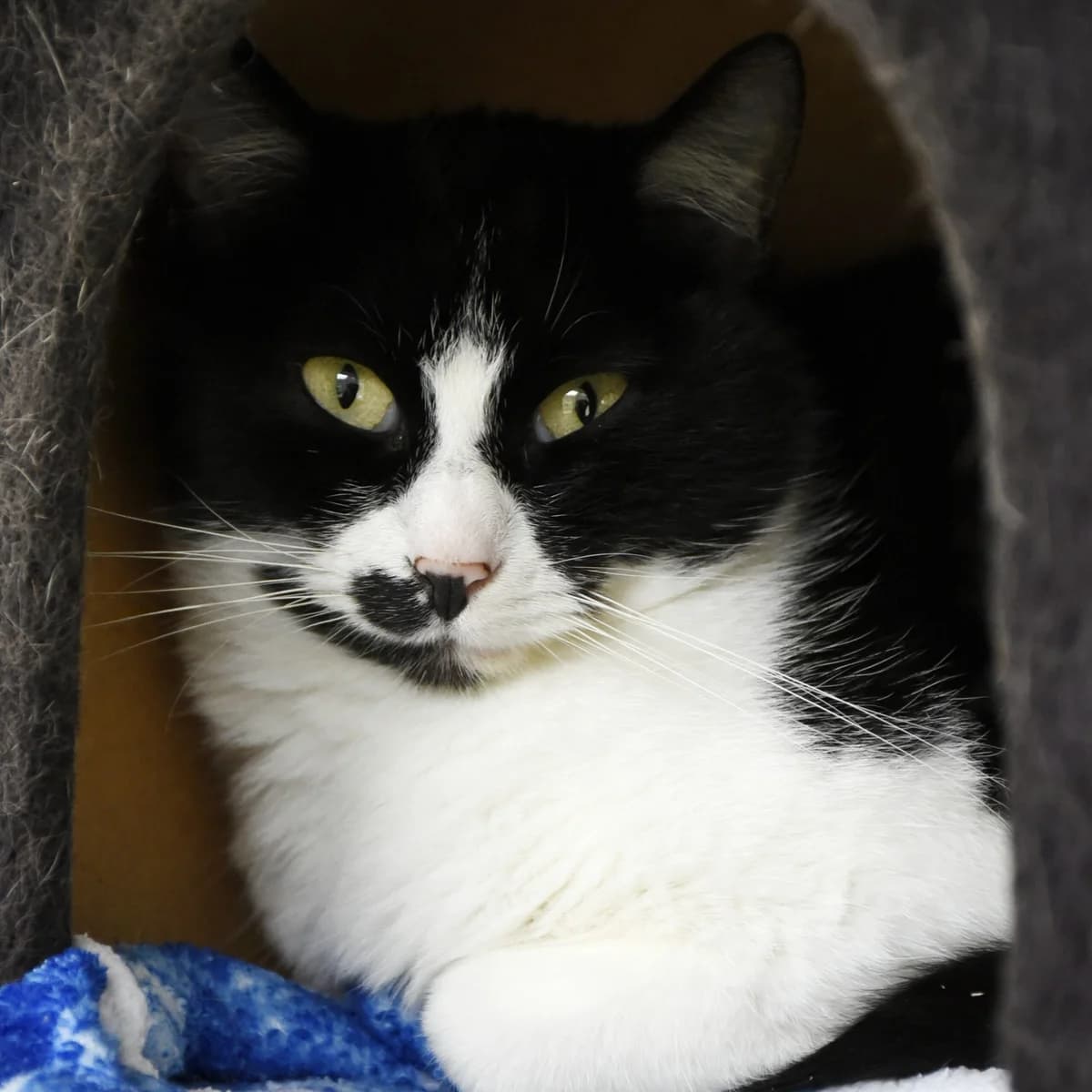 France, Mixed Breed for adoption at SPA de Loire Atlantique, Nantes