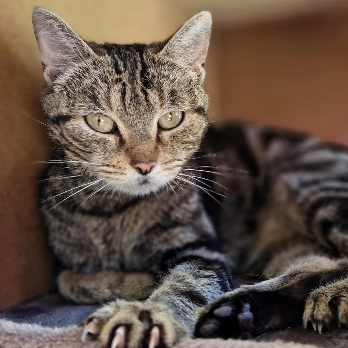 Kylosa, Mixed Breed for adoption at SPA de Loire Atlantique, Nantes