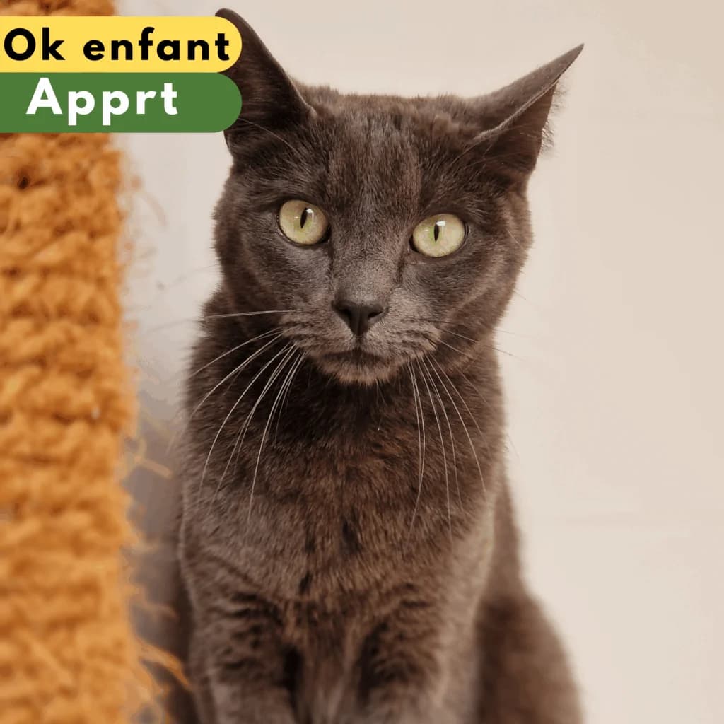Lobby, Mixed Breed for adoption at SPA de Loire Atlantique, Nantes