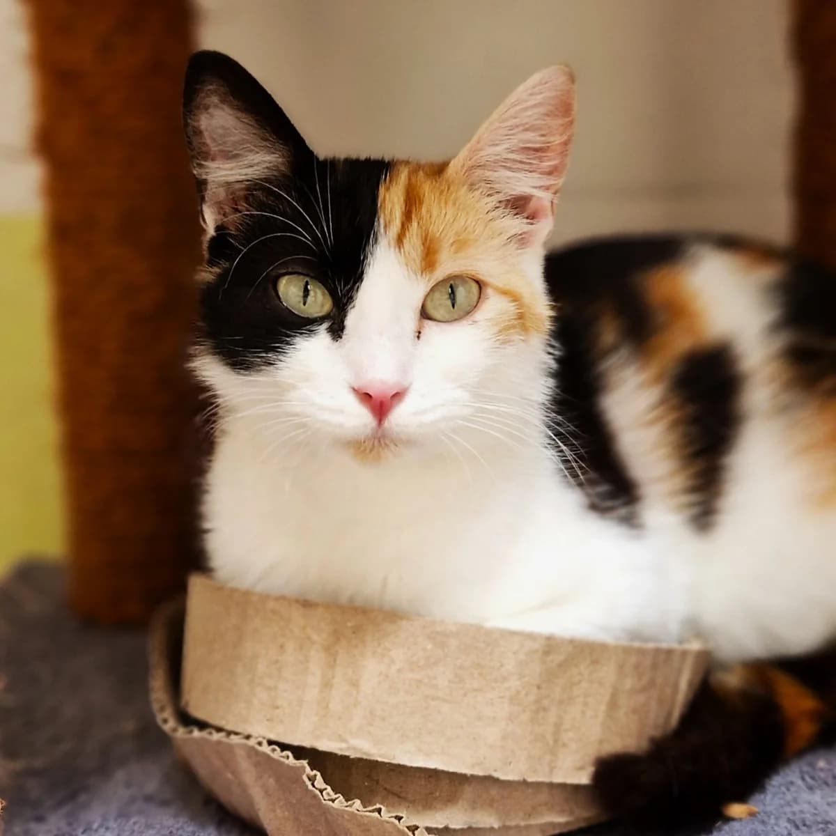 Majestica, Mixed Breed for adoption at SPA de Loire Atlantique, Nantes