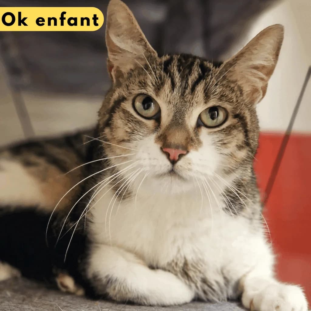 Bottine, Mixed Breed for adoption at SPA de Loire Atlantique, Nantes