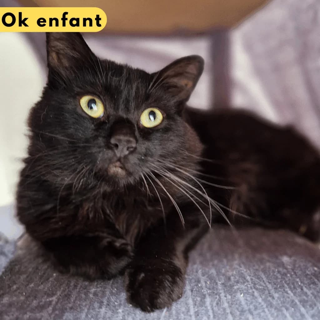 Daïkiri, Mixed Breed for adoption at SPA de Loire Atlantique, Nantes