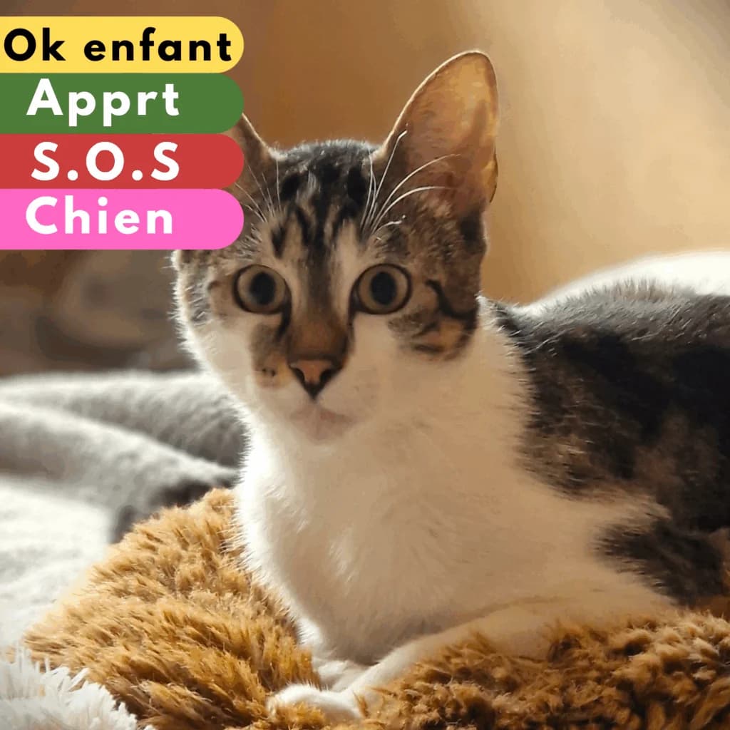 Djerk, Mixed Breed for adoption at SPA de Loire Atlantique, Nantes