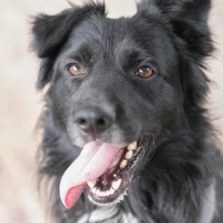 Nino, Border Collie for adoption at SPA de Loire Atlantique, Nantes