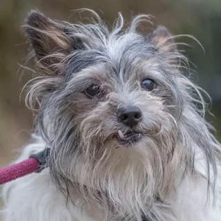 Gaspar, mixed breed for adoption at SPA de Loire Atlantique, Nantes
