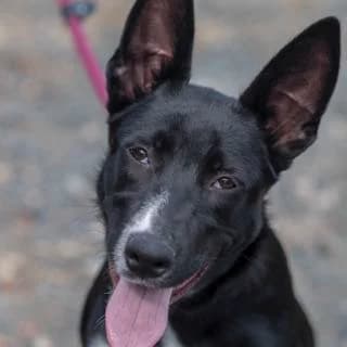 Abyth, Mixed Breed for adoption at SPA de Loire Atlantique, Nantes