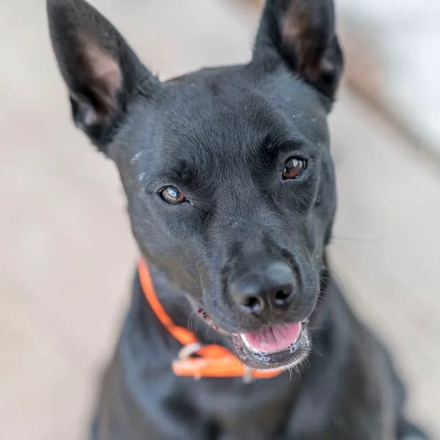 Hecate, Mixed Breed for adoption at SPA de Loire Atlantique, Nantes