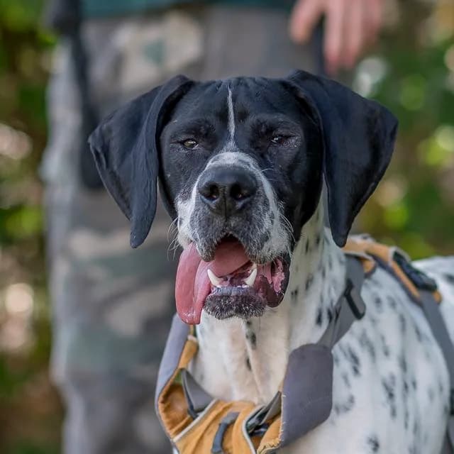 Vulcain, Mixed Breed for adoption at SPA de Loire Atlantique, Nantes