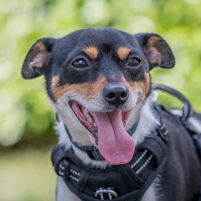 Toundra, female Jack Russell Terrier for adoption at SPA de Loire Atlantique