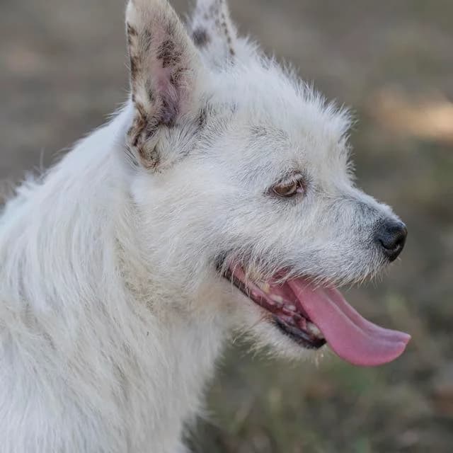 Ugg, Jack Russell Terrier for adoption at SPA de Loire Atlantique, Nantes