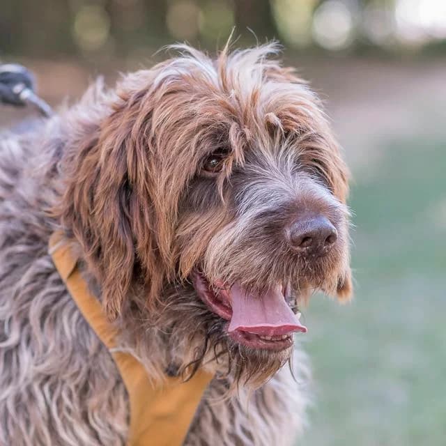 Neymo, Mixed Breed for adoption at SPA de Loire Atlantique, Nantes