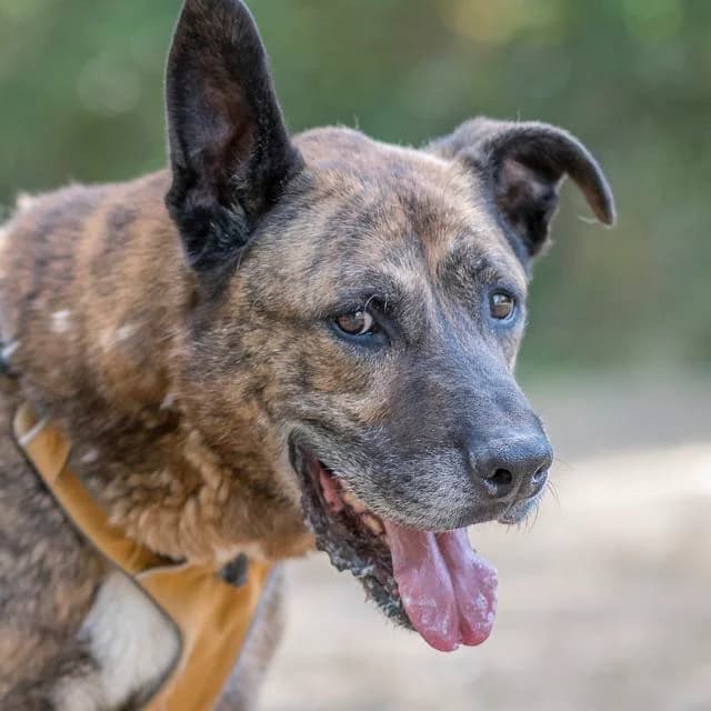 Benco, mixed breed for adoption at SPA de Loire Atlantique, Nantes